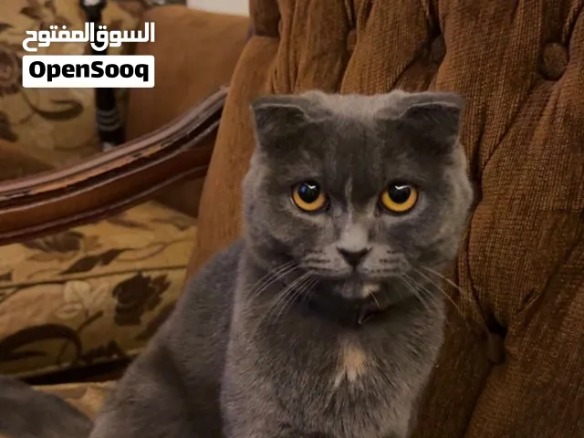 سكوتش فولد للبيع