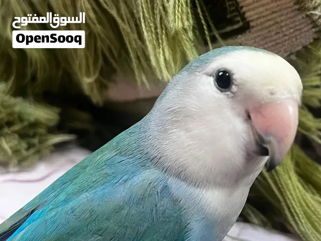 روز وايت فيس اليف