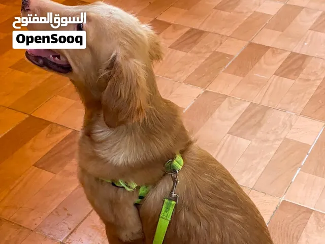 كلب جولدن 6 شهور