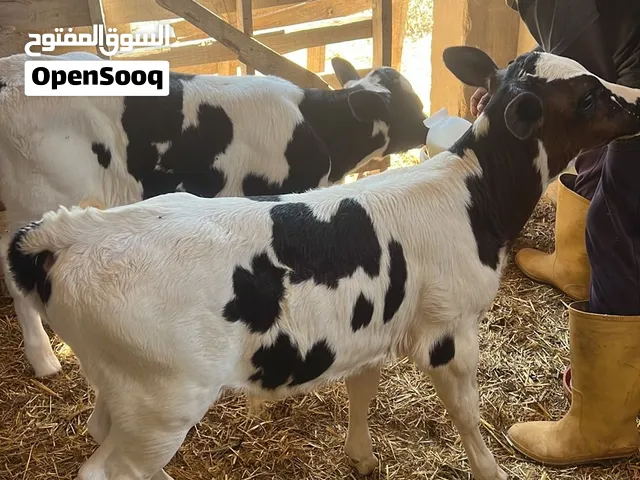 عجل وعجله رضيع