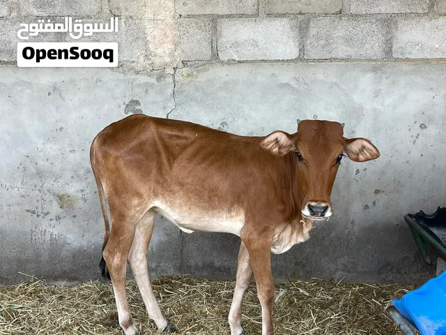 للبيع عجله للتربيه او الذبح
