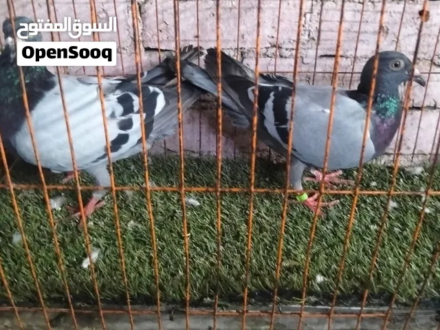 قص ازازي جمعيات شغالين