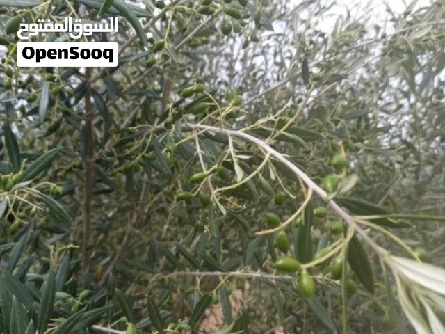 سانيه مساحتها 10هك
