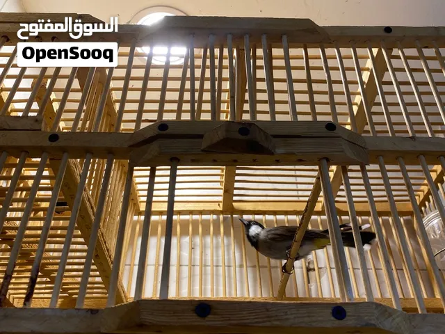 بلبل للبيع  طيره وحشيه