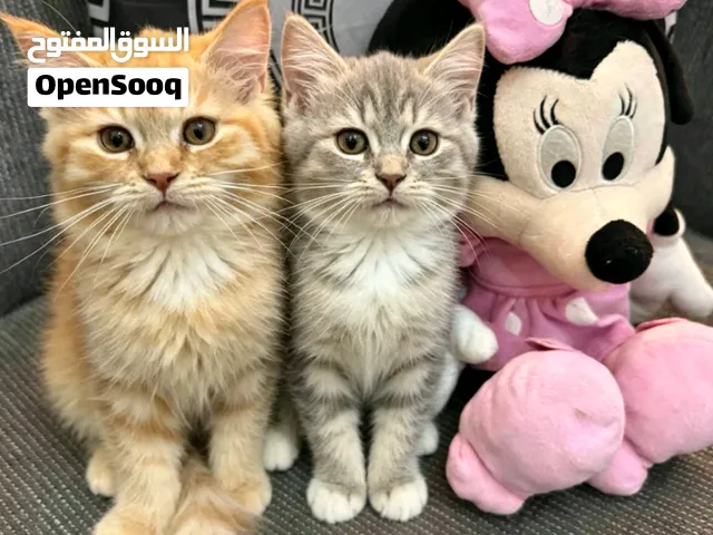 قطط شيرازي عمر شهرين