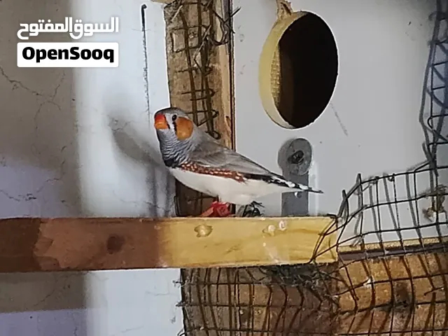 يوجد لدينا طيور للبيع بلابل الحبه ثمنيه