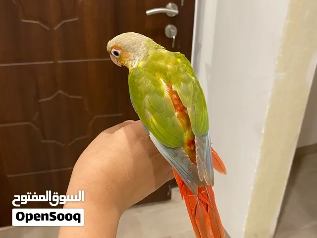 كنيور هدد اليف جدننن