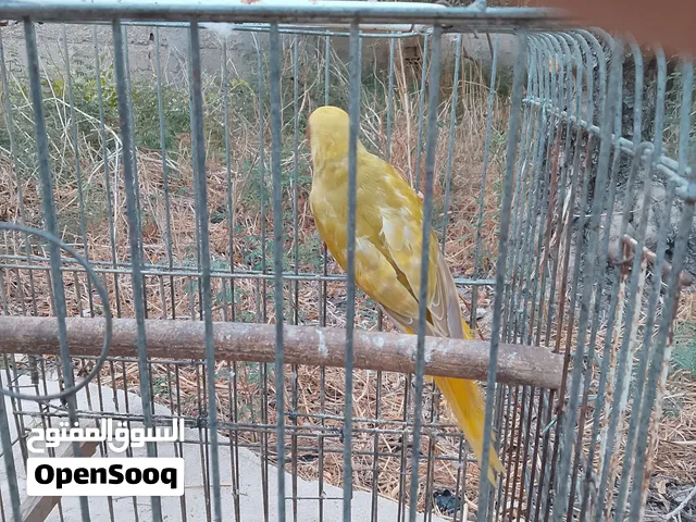 ببغاء درة أصفر محجل اسوارة فضة عليها رقمها من بلادها