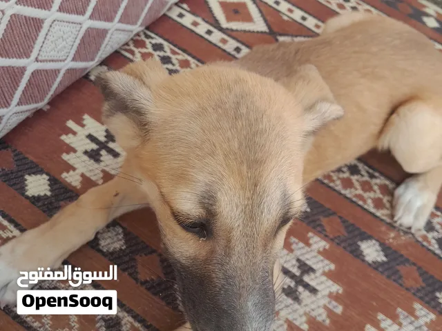 كلب مالينو عمر شهرين