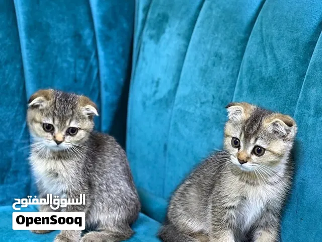 قطط سكوتش العمر شهرين ذكور واناث