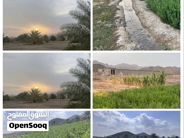 مزرعه استنفاع