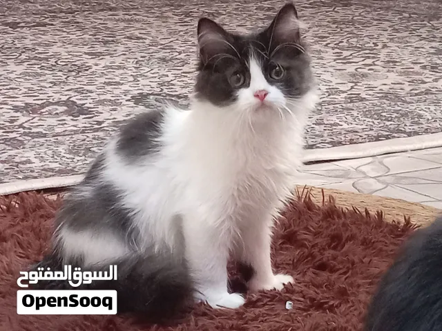 قطط للتبني هملايا مكس سنو شو