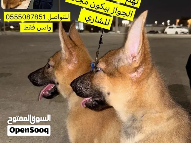 جيرمن شيبرد – ذكر وأنثى