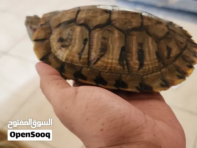 للبيع سلحفاة برمائية
