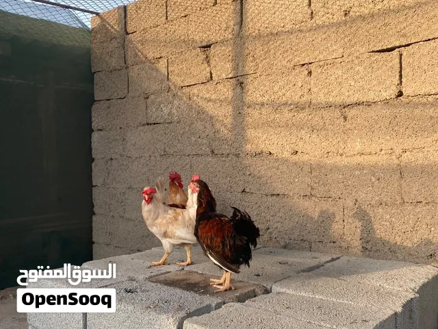 ديكه حبب للبيع