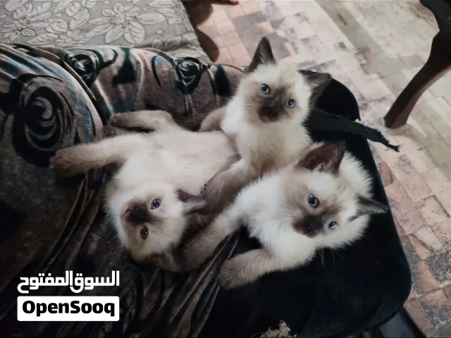 قطط سيامي بيور