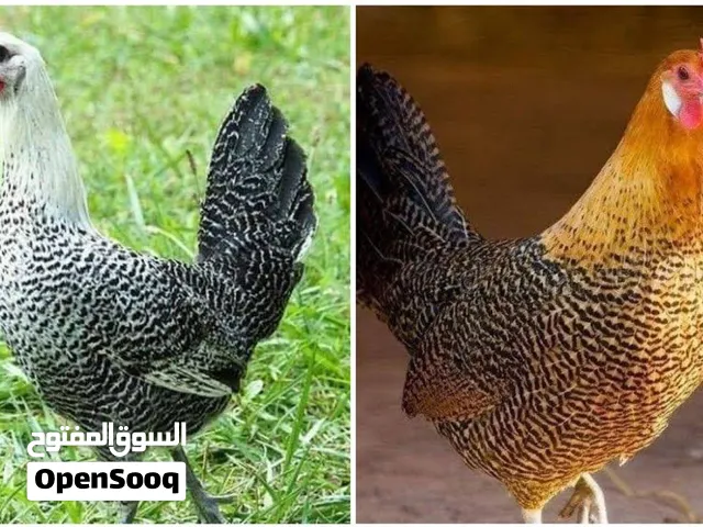 للبيع بيض دجاج فيومي