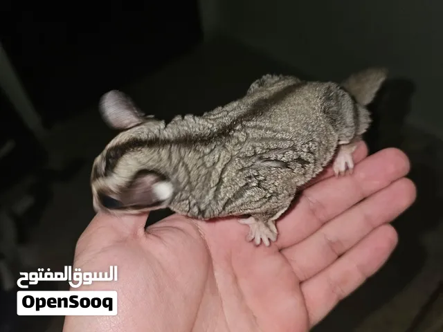 يعطيكم العافيه موجود انثى وذكر سنجاب الطائر أليف جدآ  صحه ممتازه  العمر سنه 3 شهور