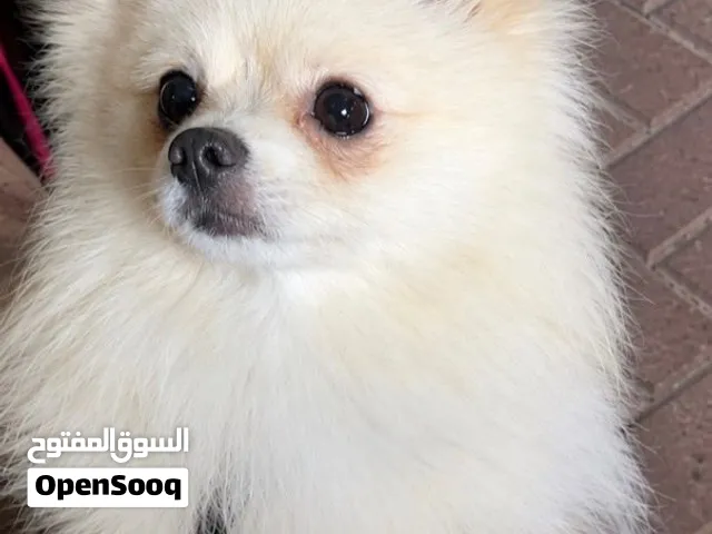 كلب سريع التعلم