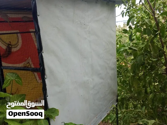 عصافير طيور حب
