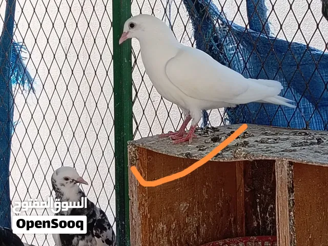 زغاليل حمام بلدي و حمام قطيفي