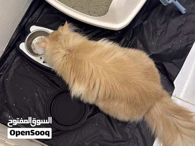 قط تركي بشعر كثيف جدا ولون مميز