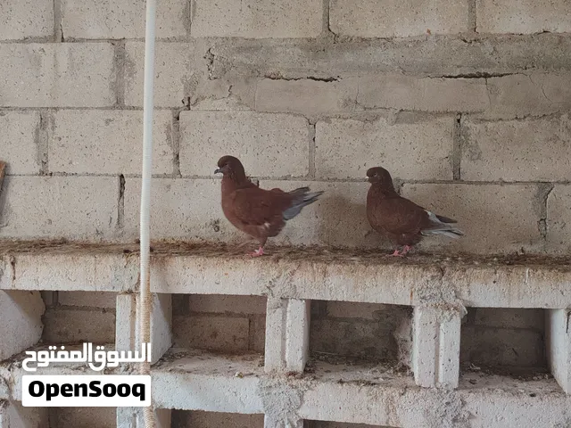 حمام كنج ألماني