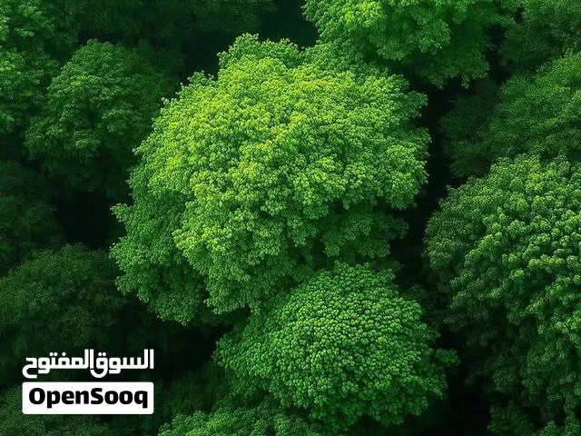 فيلا للبيع