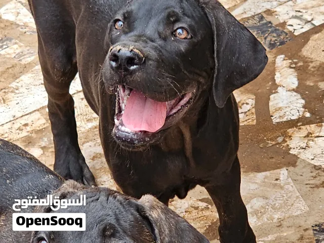 4 كلب Cane Corso Italiano