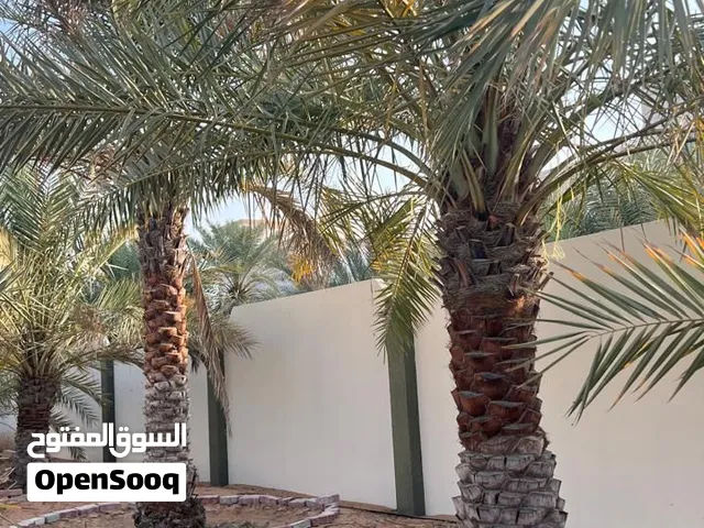 نخيل مجاناً