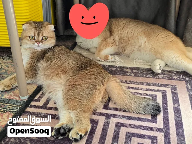 سكوتش فولد ny25  scottish fold