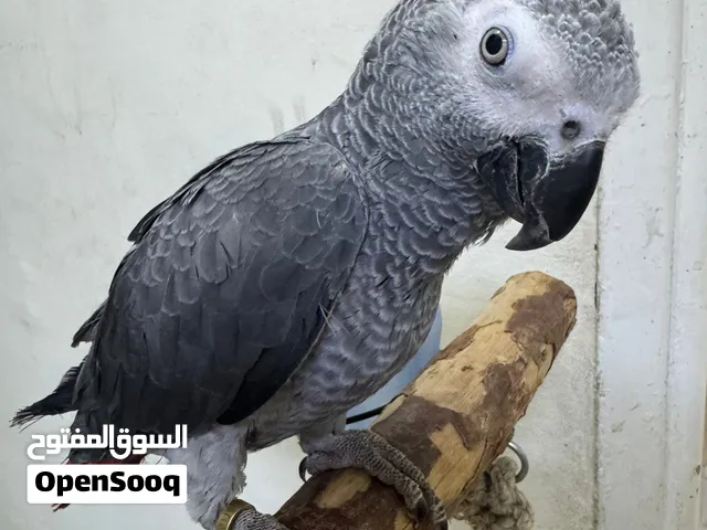 كاسكو زنجباري عمره سنه وسهرين لسه متكلمش هادي لكن بيجعر لماغريب يحاول يلمسه