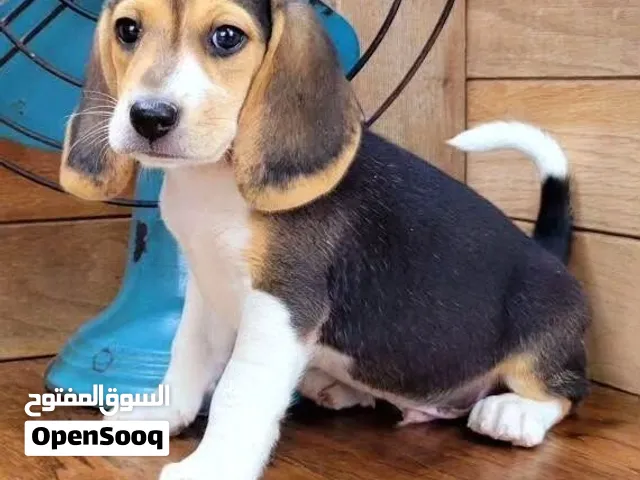 Beagle puppies