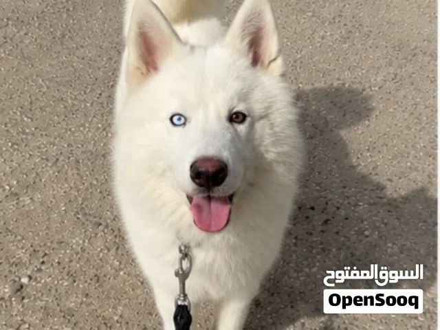 White Siberian husky male For sale