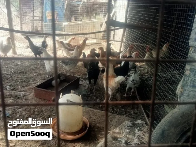دواجن زينة كوشن... ودواجن بيض فيومي ... ودواجن لحم فرنسي... دواجن محلية وبط مصري وحبشي وسمان وصيصان