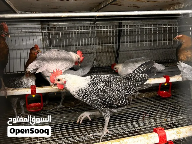 ديوك فيومي سلفر و ذهبي و اللمنيوم