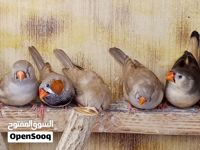 فناجز سوبر جامبو خشنات
