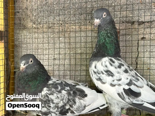 حمام باكستاني