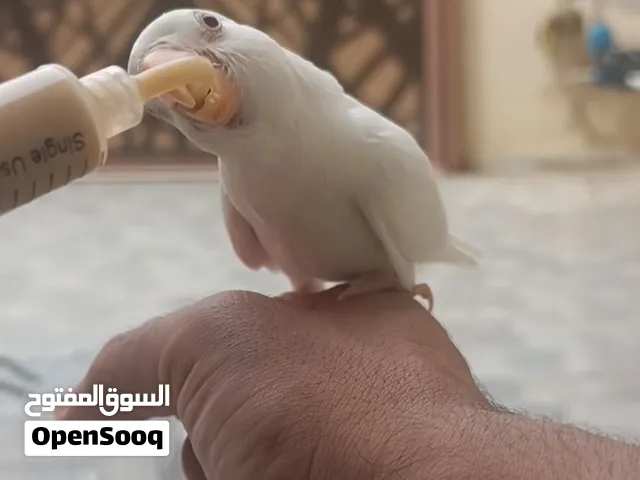 اينو مروض عين حمرة
