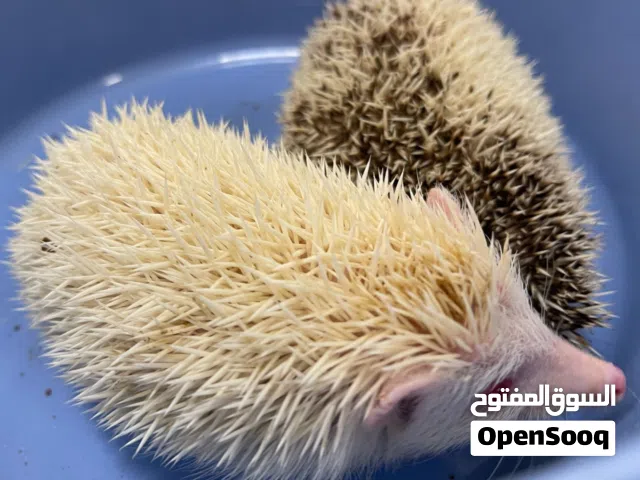 قنافذ هولندية اليفة انتاج محلي