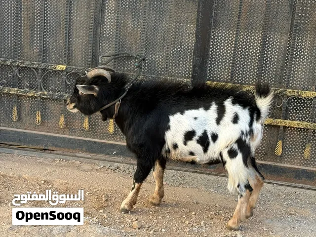 تيس امريكي مقزم عمر سنتين