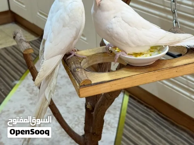 كوكتيل البينو  اليف