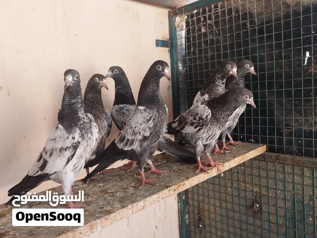 فروخ تيدي مستوا قوي ماشاءالله