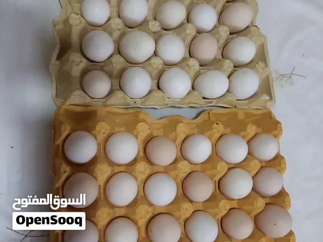 السلام عليكم