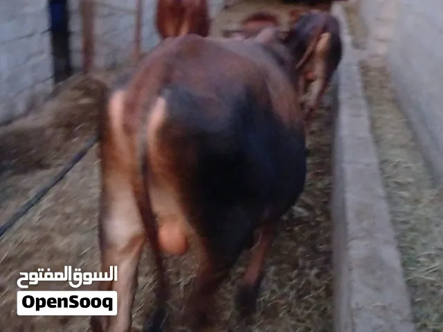 ثور جيرسي للبيع
