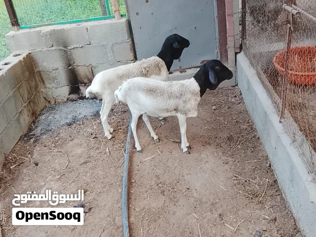 صومالية إناث للبيع