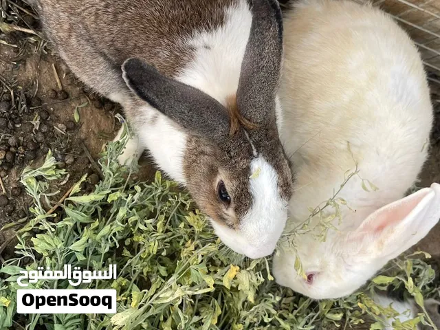 ارانب للبيع محليات تربية منزل Rabbits for sale local breeds home-raised