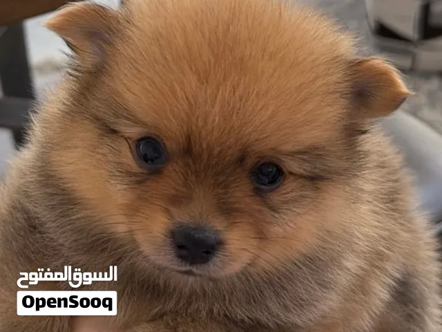 Two baby Pomeranians 6 weeks old Pure Available in Dubai