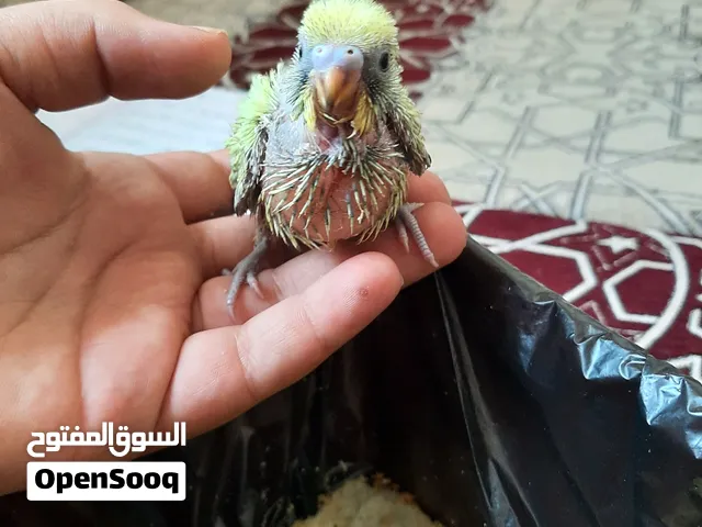 فرخ بادجي الف جدا للتربيه لمحبين فروخ البادجي