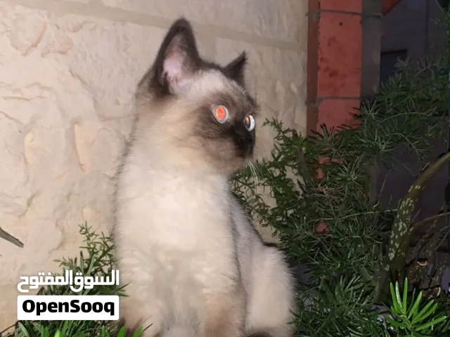 قط هملايا سيل بوينت للتبني